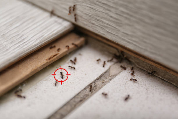 Best Best Pest Control Companies  in Pioneer, CA